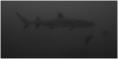 Shark dive Fiji